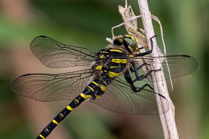 Golden ringed Dragonfly 